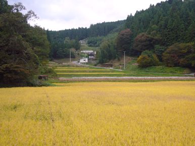 Rice terrace in the village