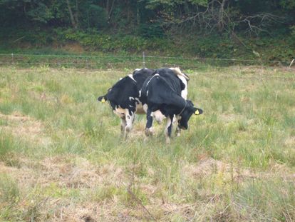 Pastured cattle